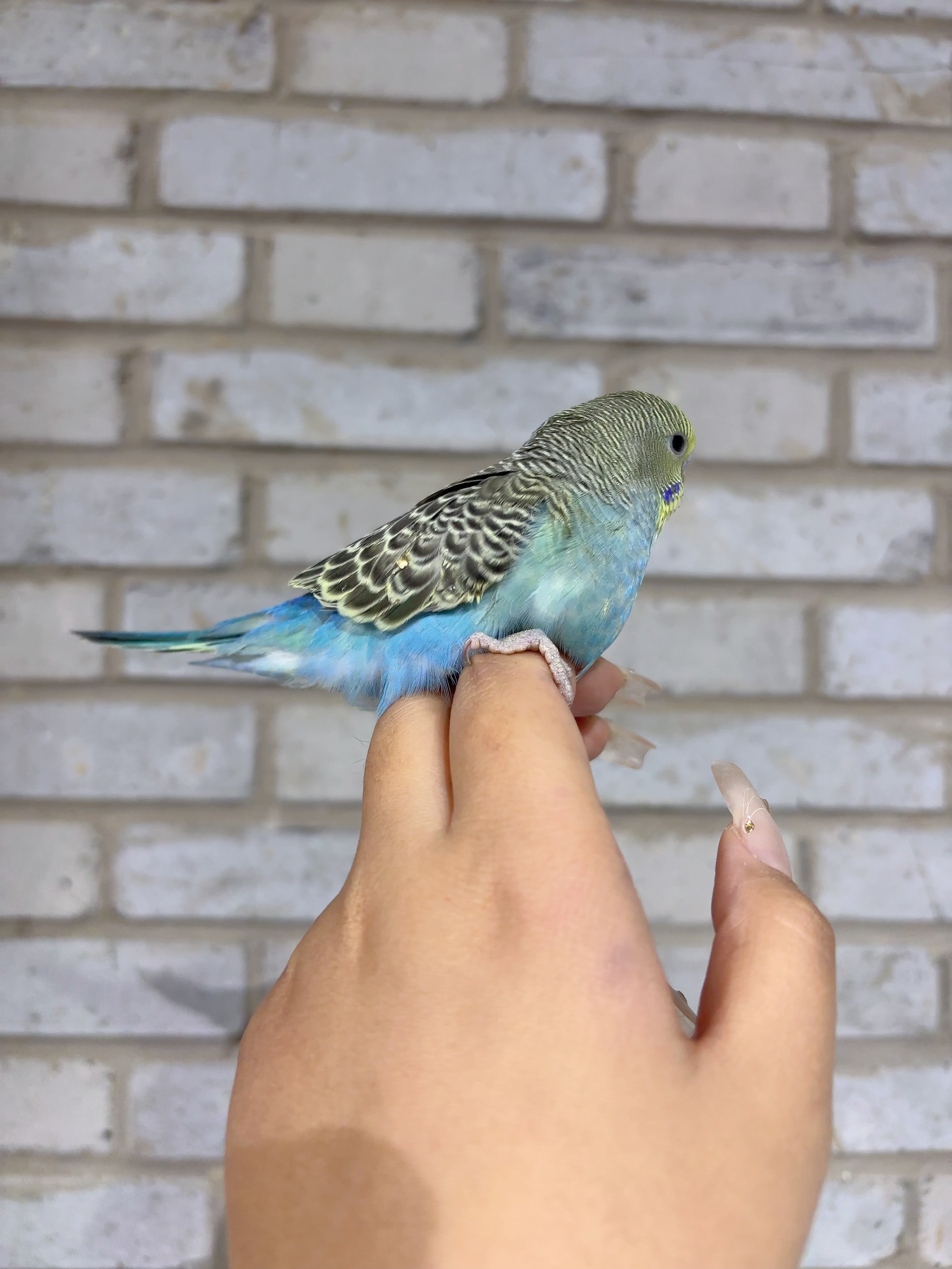 虎皮鹦鹉，大头，金彩，云斑，各种颜色